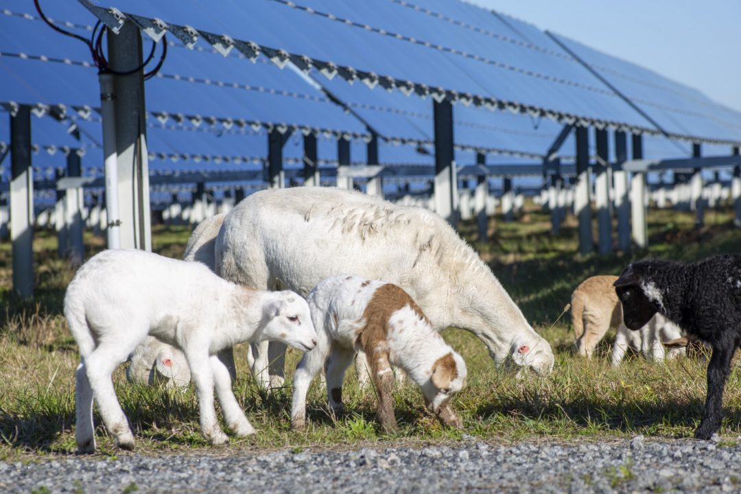 Photo of sheep and lambs at Big Bend power station.